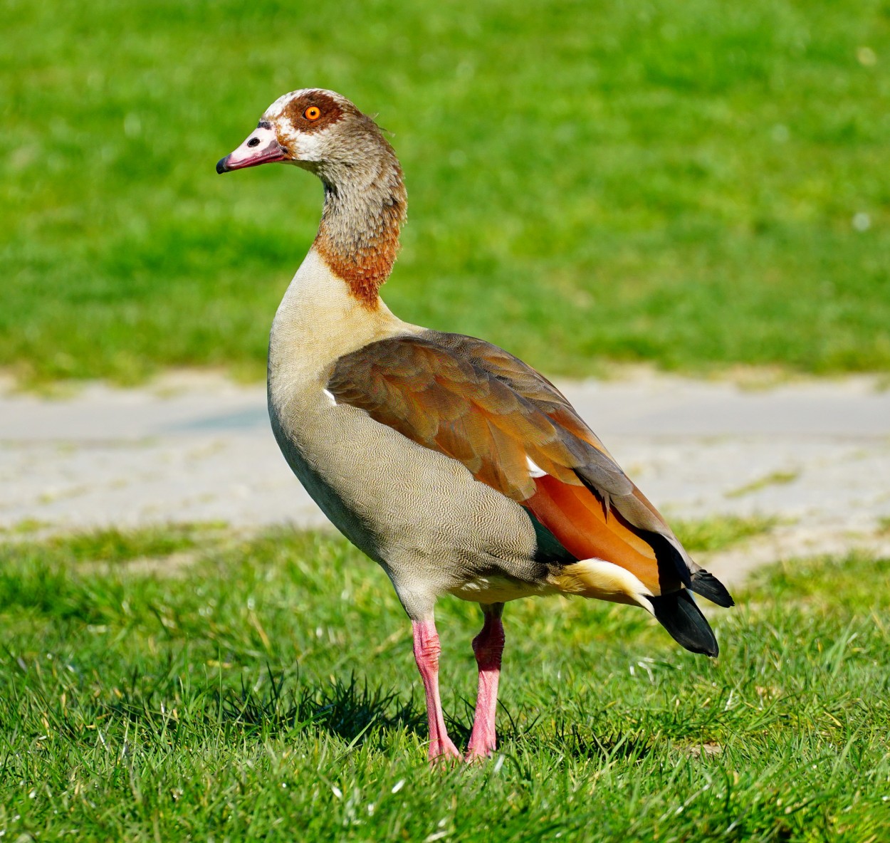Meet the Egyptian Goose A Striking Waterfowl of Africa & Beyond