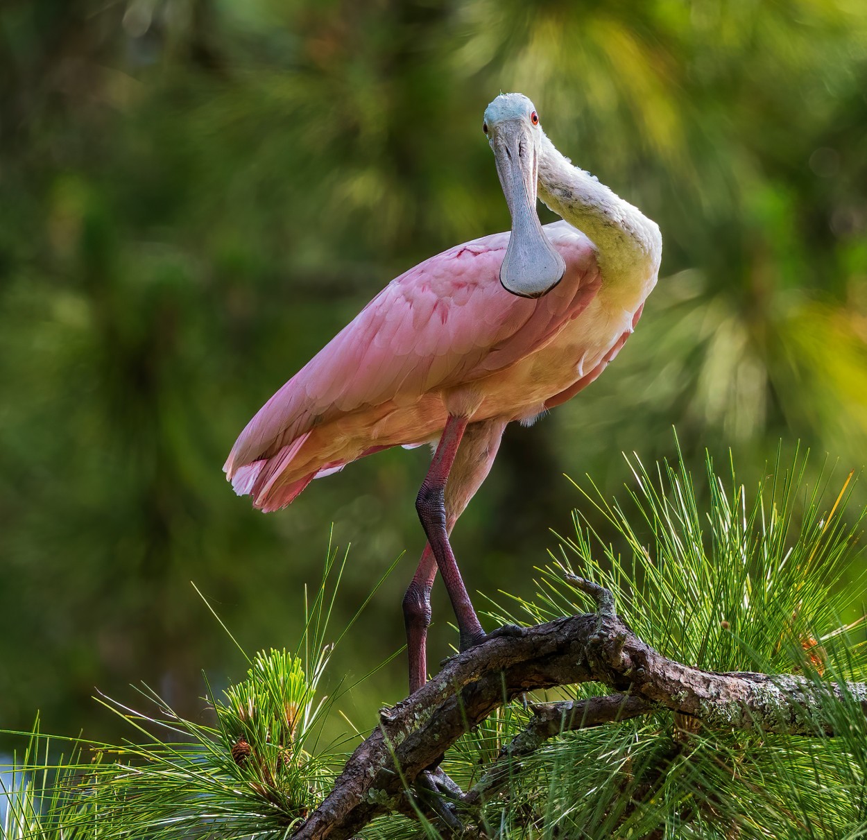 Discover 10 Fascinating Facts About the Cute Roseate Spoonbill