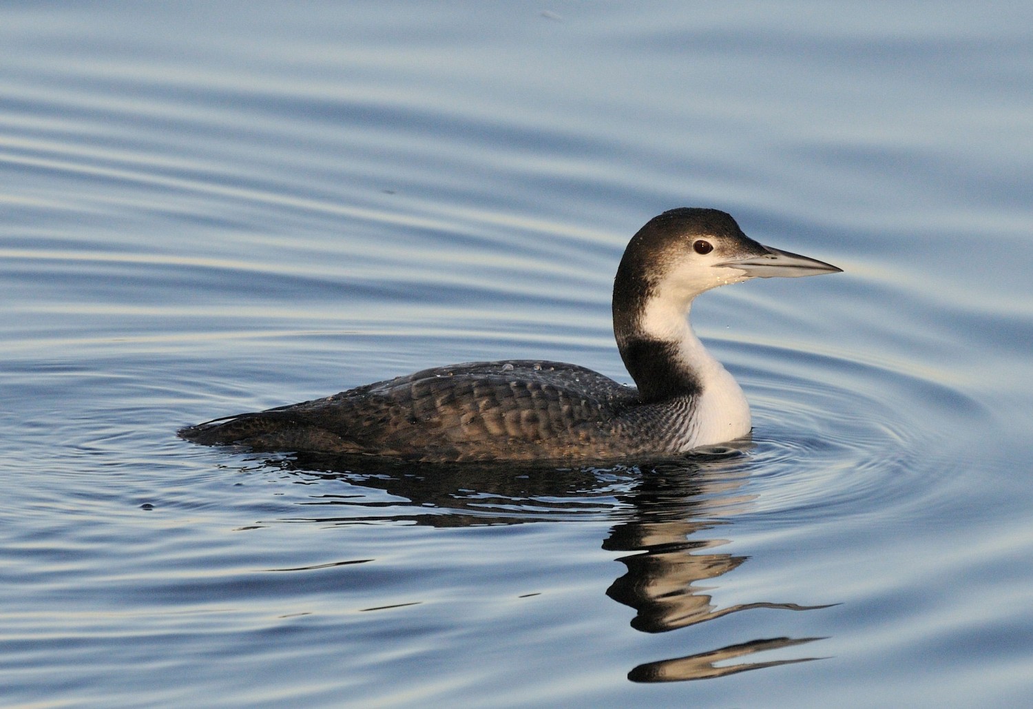 Common Loon Takes Center Stage as 2025 Bird of the Year