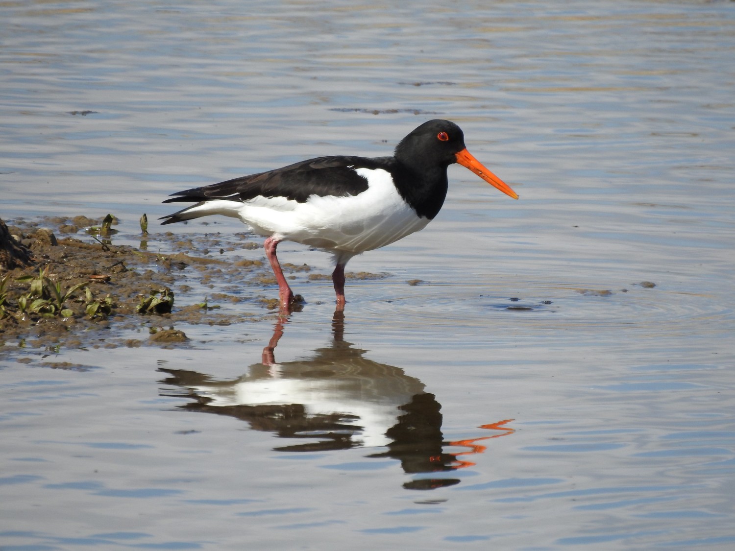 Learn About Oystercatchers Unique Characteristics and Behavior
