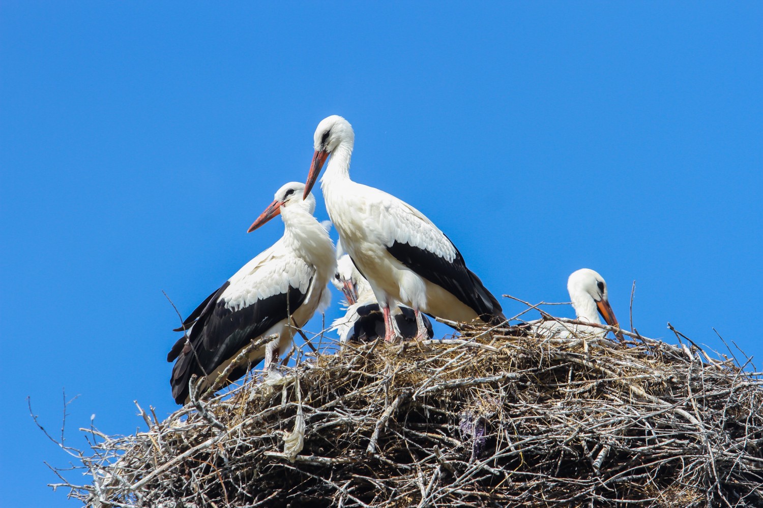 Stork Welcome the Birdorable White Stork: Iconic Bird of the Old World
