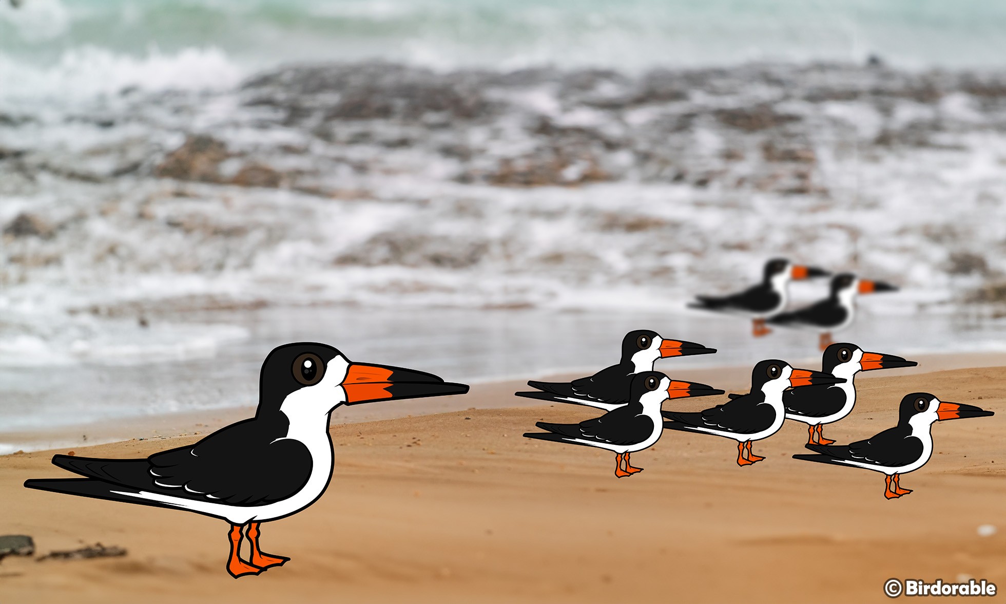 10 Facts About Black Skimmers Mastering the Water's Surface