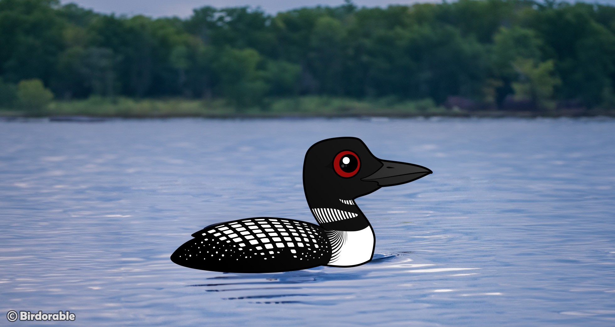 Common Loon Takes Center Stage as 2025 Bird of the Year