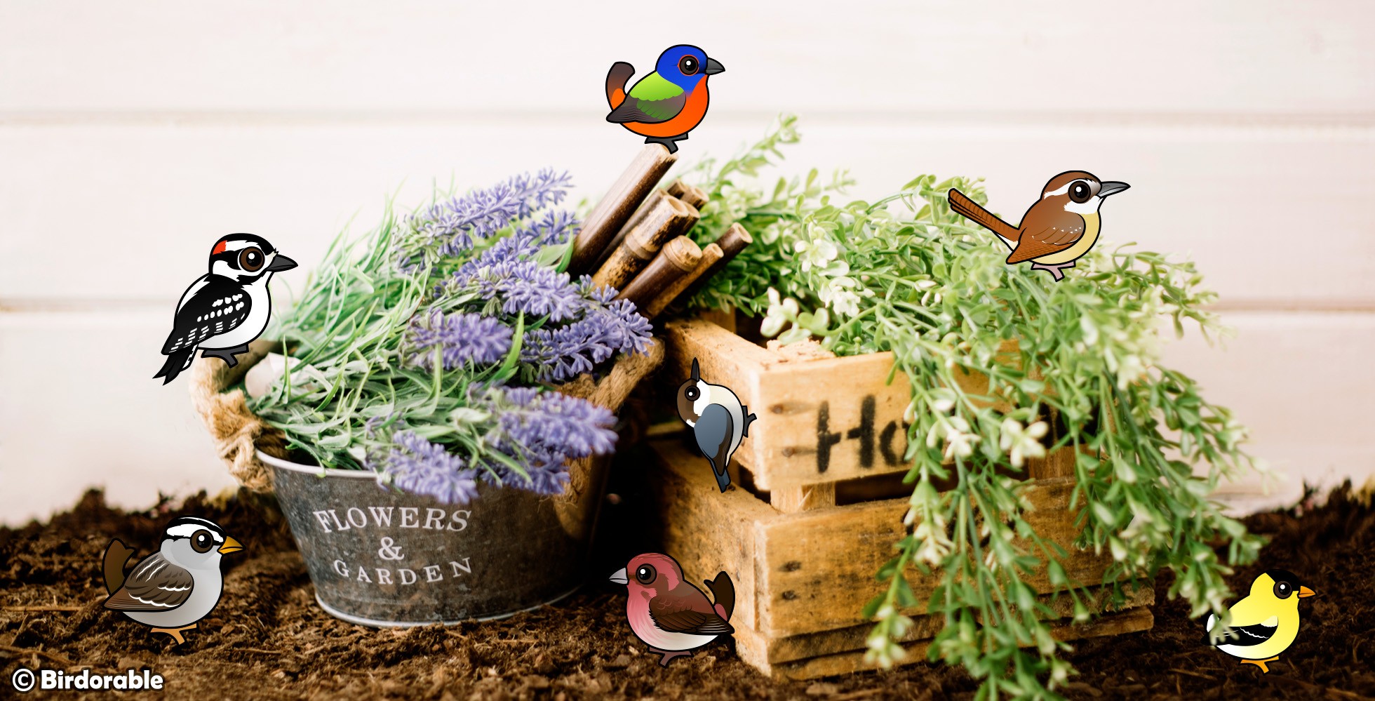 10 Easy Ways to Save Birds, Starting at Your Home