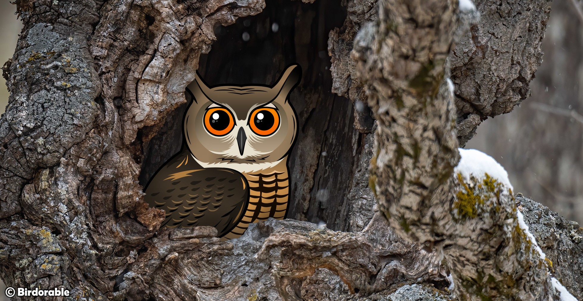 Busting a Bird Myth Can Owls Rotate Their Heads 360 Degrees?