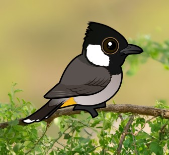 Birdorable White-eared Bulbul