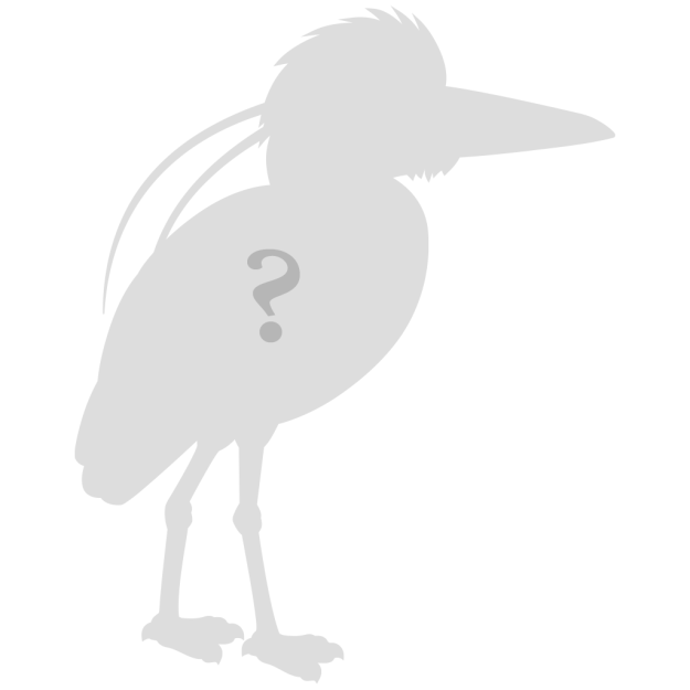Birdorable Bonanza 2025 preview image