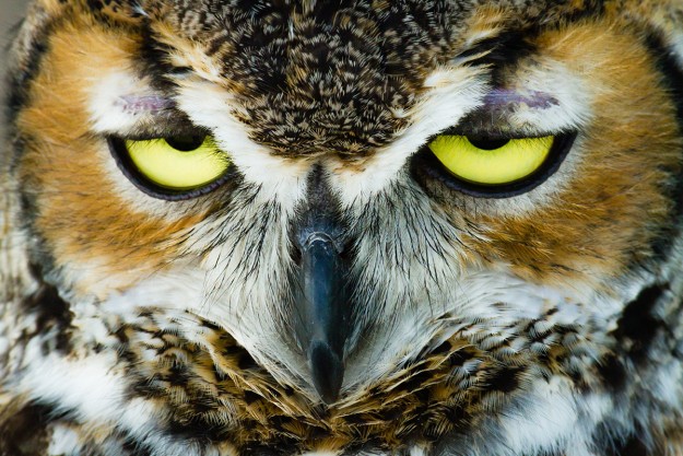 Great Horned Owl close-up photo