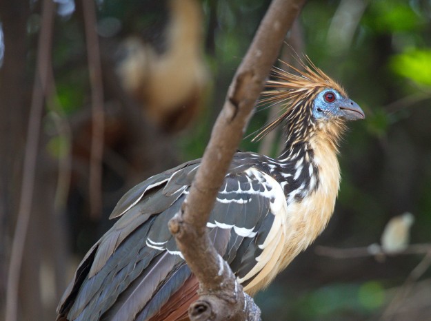 Photo of a Hoatzin