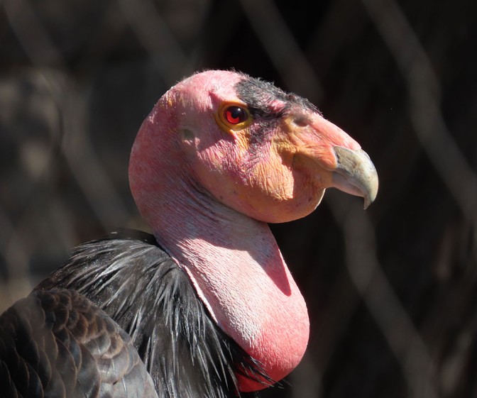 Conservation - Birdorable Blog