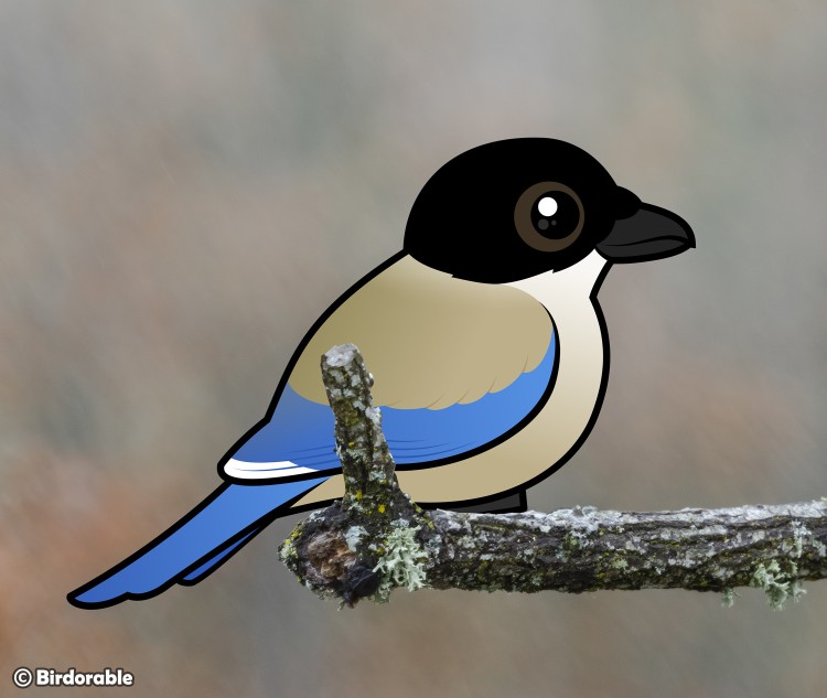 Birdorable Azure-winged Magpie
