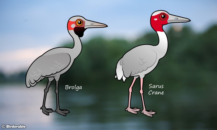 Compare Birdorable Brolga and Sarus Crane