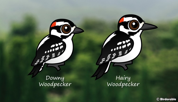 Compare Birdorable Downy Woodpecker vs Hairy Woodpecker