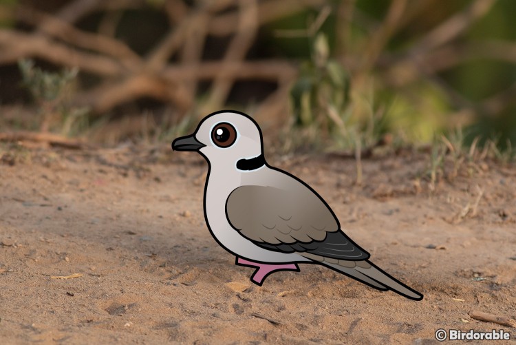 Birdorable Eurasian Collared Dove