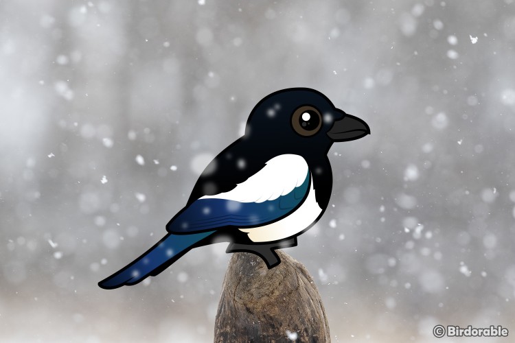 Birdorable Magpie