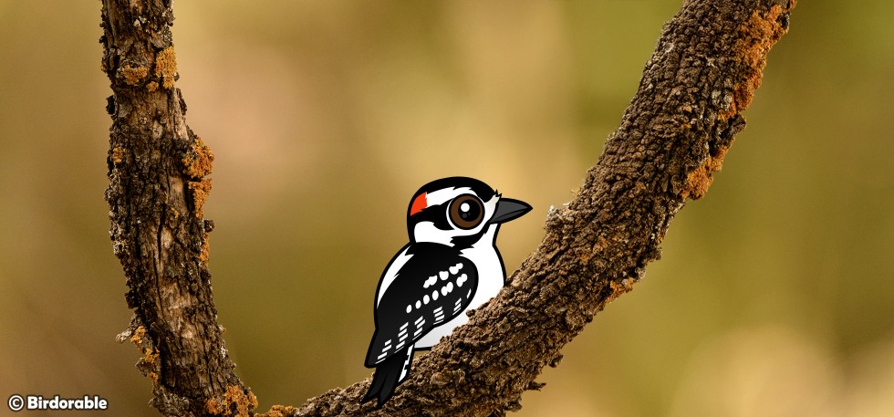 Birdorable Downy Woodpecker
