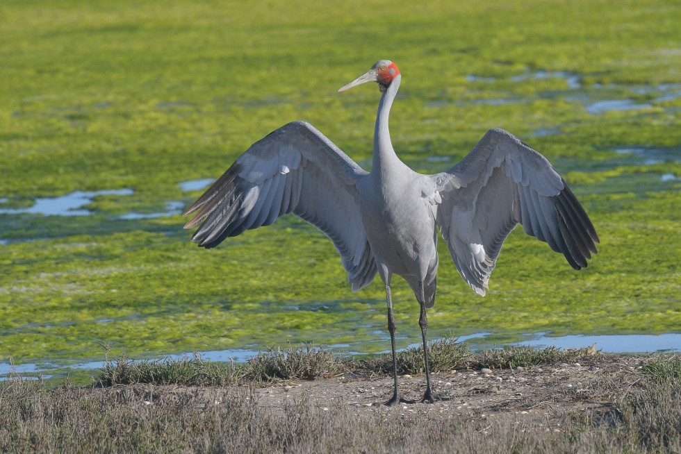 Photo of a Brolga