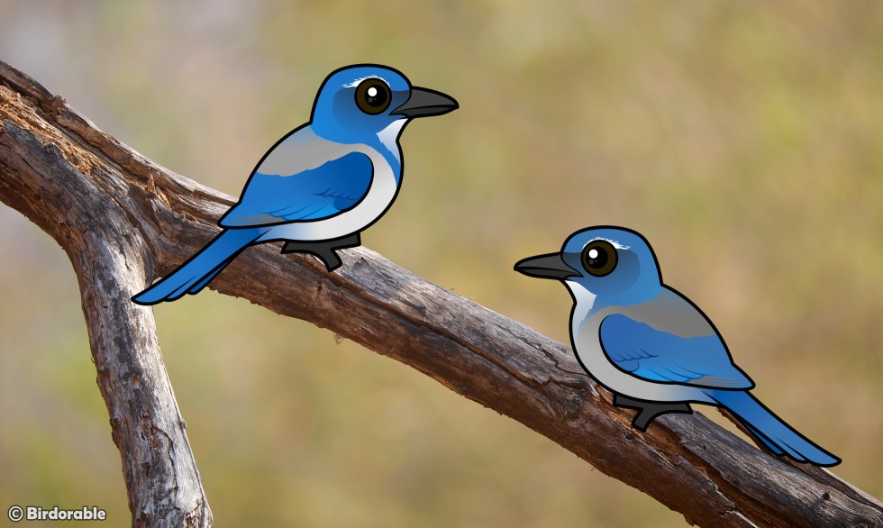 Birdorable California Scrub-Jay and Woodhouse's Scrub-Jay