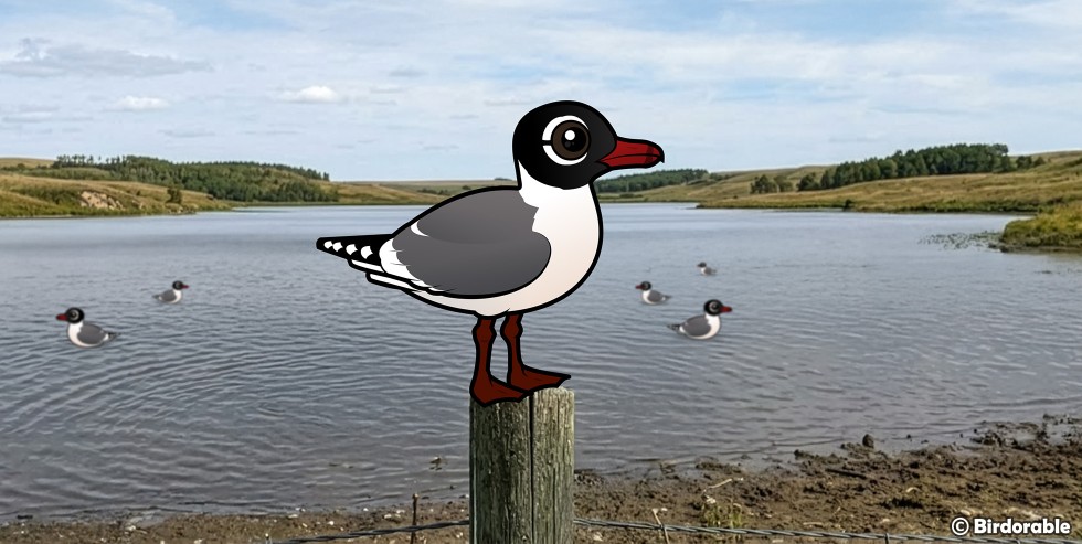 Illustration of a Birdorable Franklin's Gull with a black hood and red bill perched on a wooden fence post beside a prairie lake, with several real Franklin's Gulls swimming on the water behind it.