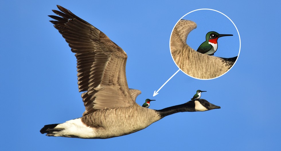 An illustrated Ruby-throated Hummingbird perched on the back and neck of a Canada Goose in flight against a blue sky.