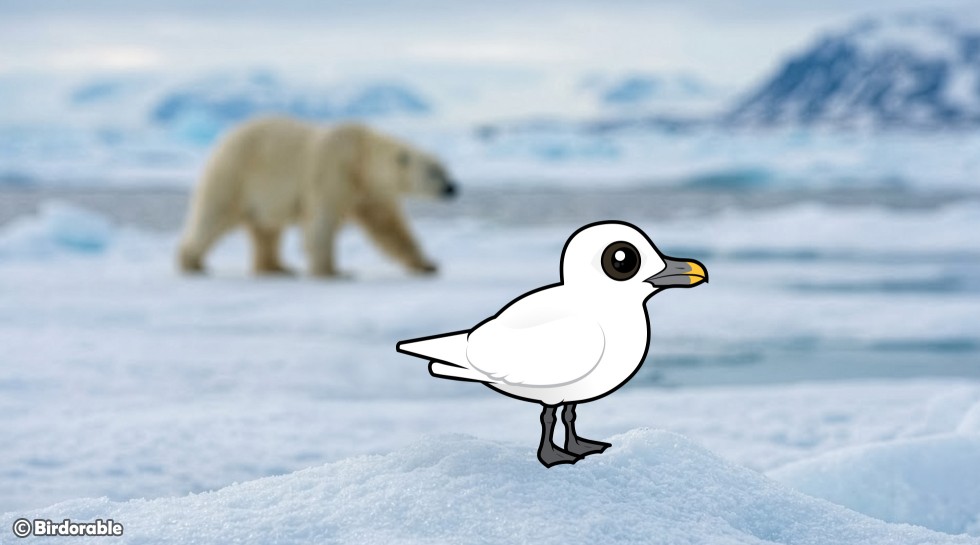 Illustration of a Birdorable Ivory Gull — pure white with black legs and a grey bill tipped with yellow — standing on Arctic pack ice, with a polar bear walking across the ice behind it.