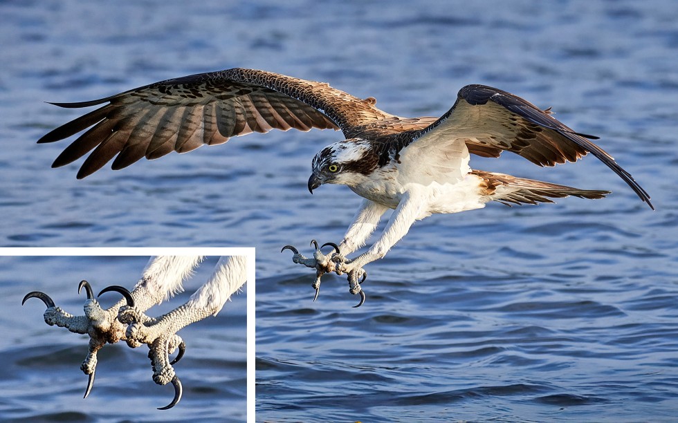 An Osprey in flight over water with wings swept back and talons extended forward, about to strike; inset close-up shows its feet and curved black talons.