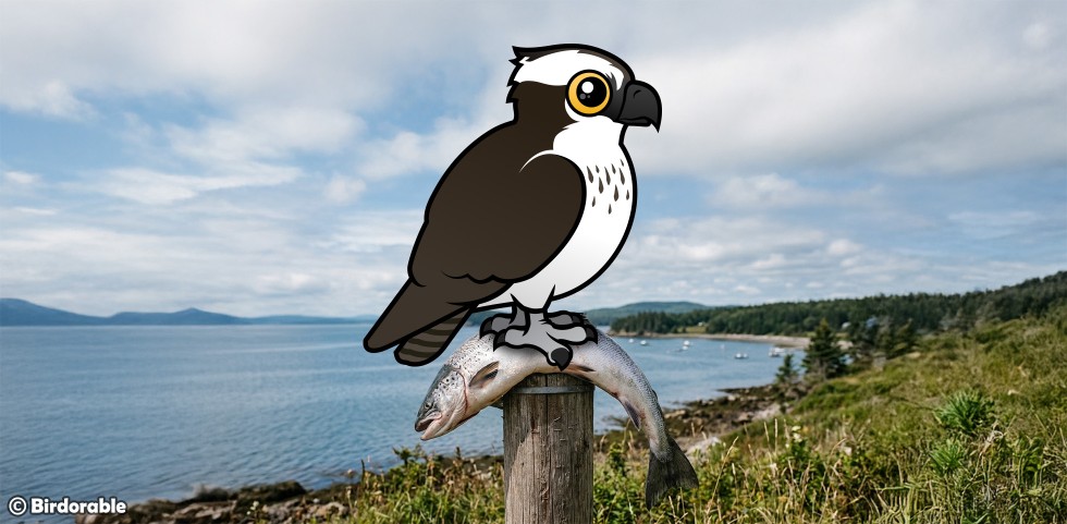 BIrdorable Osprey standing on a wooden post, gripping a large fish in its talons, with a calm coastal bay and distant hills in the background.