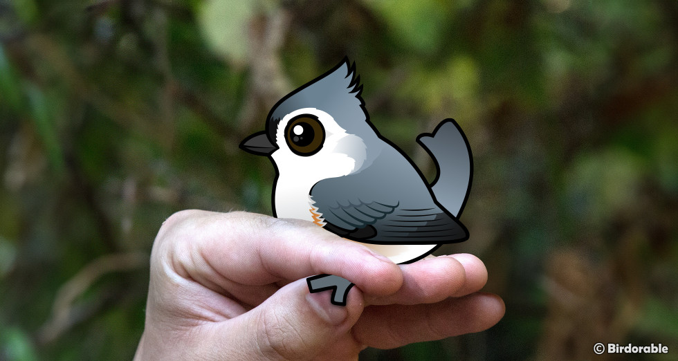Birdorable Tufted Titmouse being banded