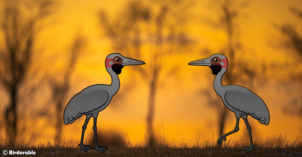 Birdorable Brolga