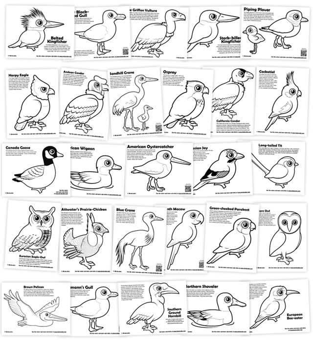 Birdorable birds of prey Cute animal drawings, Animal facts, Animals wild