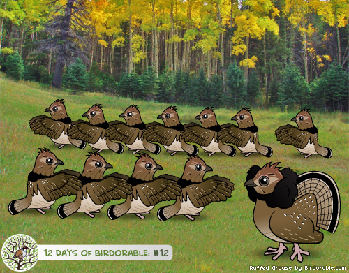 Twelve Drumming Ruffed Grouse