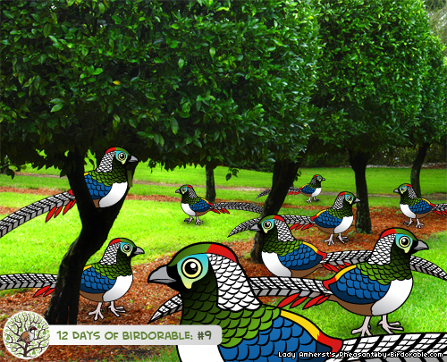 Nine Lady Amherst's Pheasants