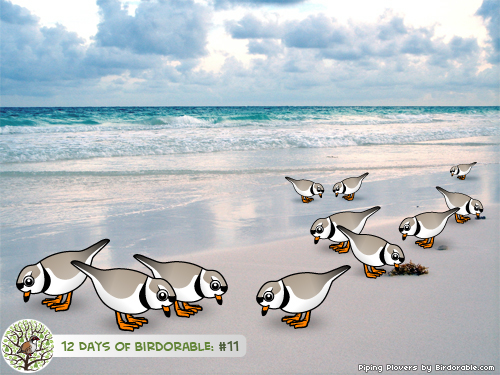 Eleven Piping Plovers