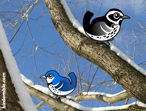 Black-and-white Warbler and Cerulean Warbler