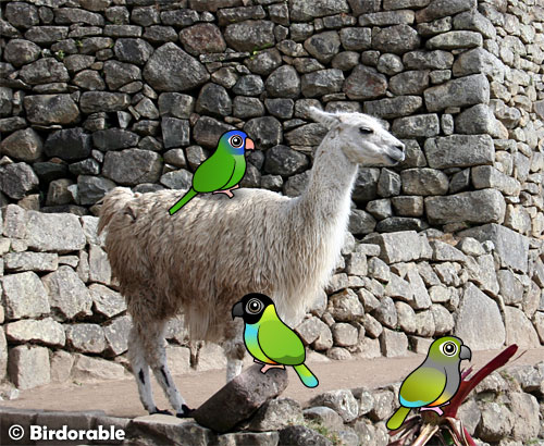 Birdorable Conures on an Alpaca