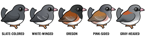 5 major groups of Dark-eyed Juncos