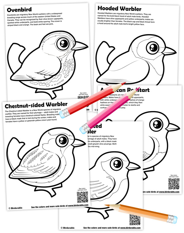 Birdorable Warbler Coloring Pages