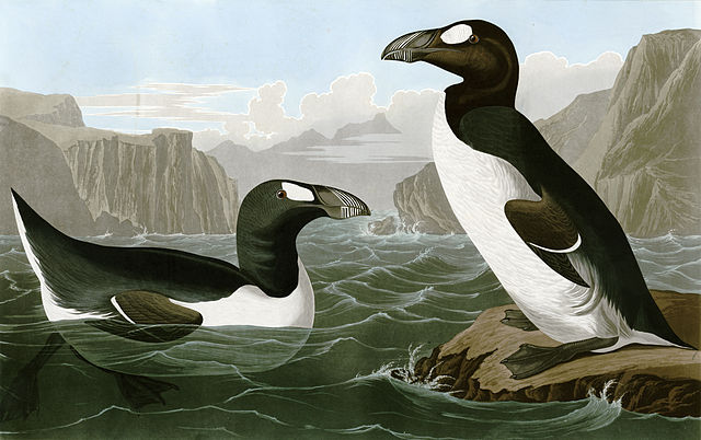 Great Auk