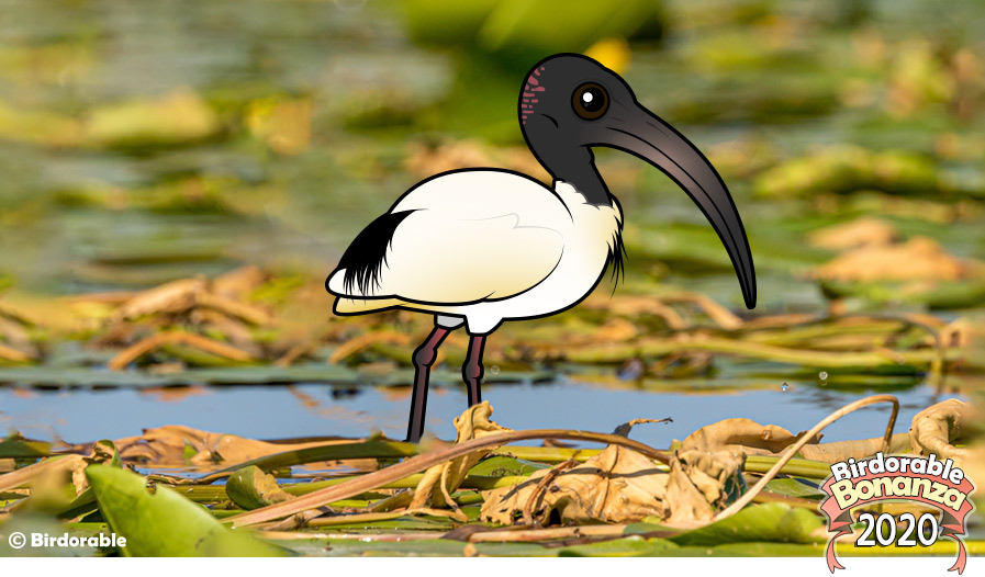 Birdorable Australian White Ibis