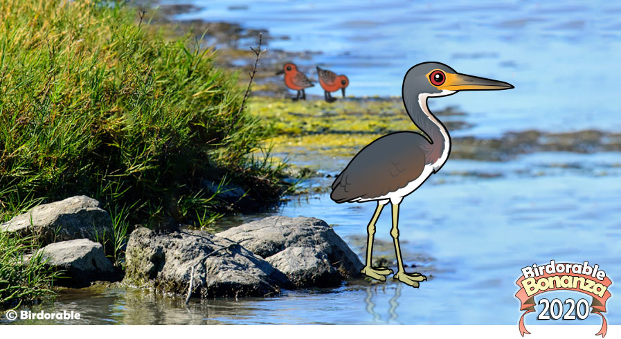 Birdorable Tricolored Heron