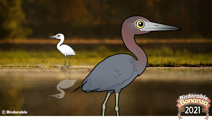 Little Blue Heron