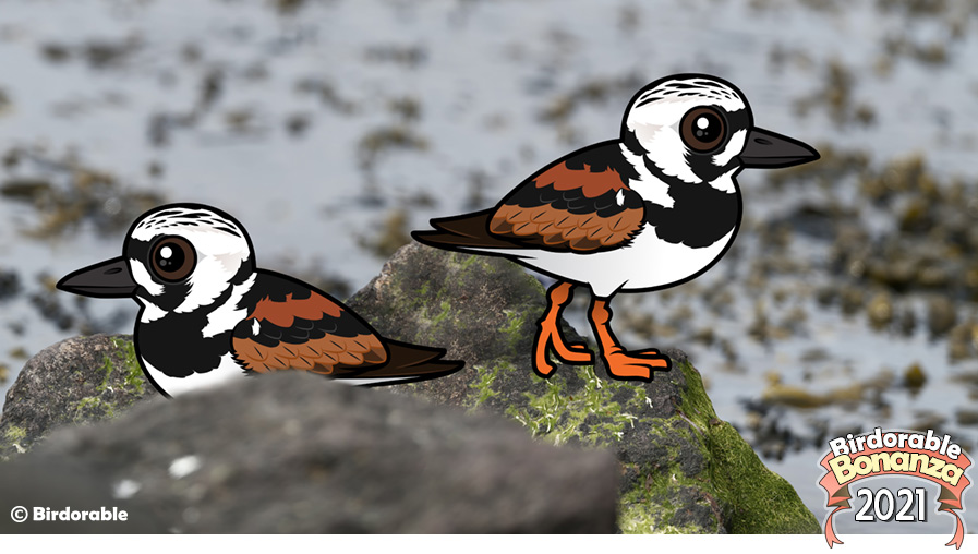 Birdorable Ruddy Turnstone