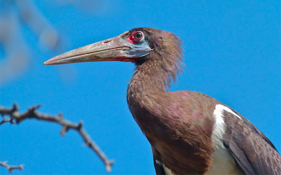 Abdim's Stork photo