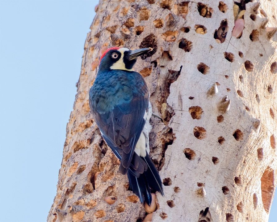 Photo of Acorn Woodpecker