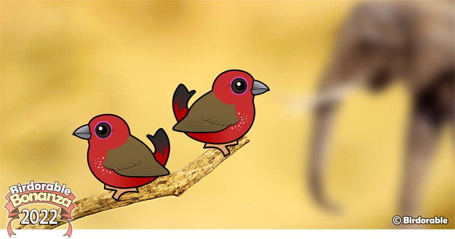 Birdorable African Firefinch