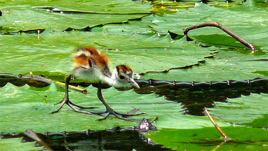 Photo of a baby African Jacana