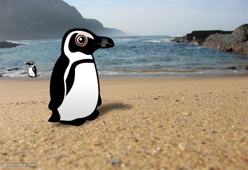 Birdorable African Penguin