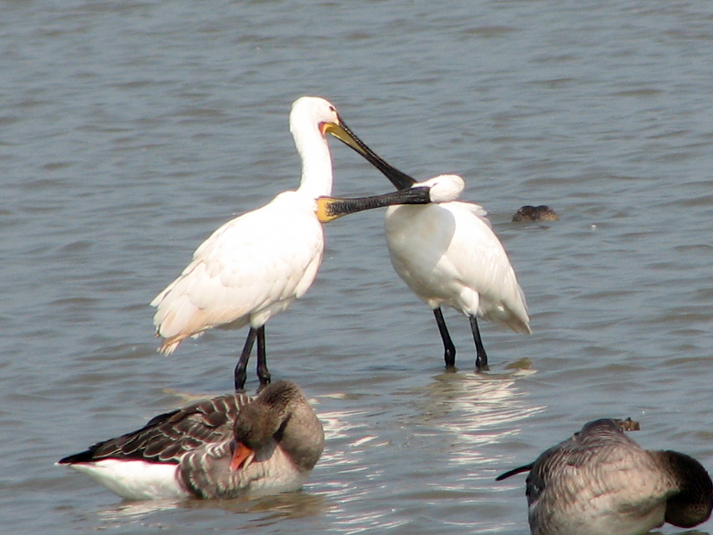 Allopreening Eurasian Spoonbills