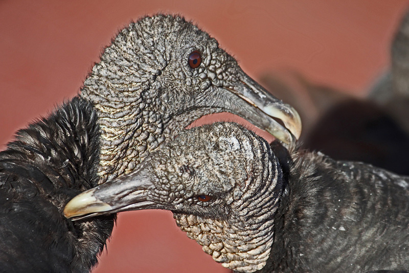 Allopreening Black Vultures