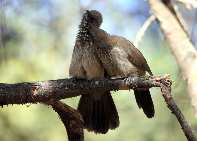 Allopreening Arrow-marked Babblers